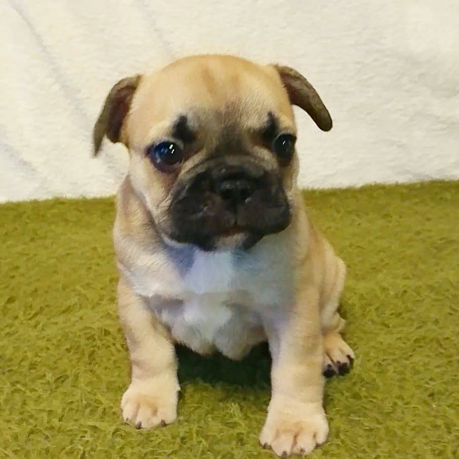 1 15生まれ チャンピオン血統 Kind Coolイケメンフォーンくん 仮名 藍染 フレンチブルドッグの子犬販売